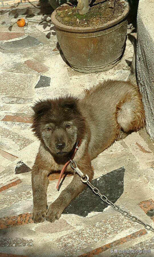 中国名犬排名犬排行榜前十名(中国名犬排名前100)