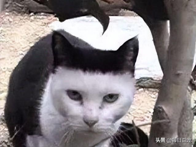 网络上一只很丑的猫叫什么,网络上一只很丑的猫叫什么猫?