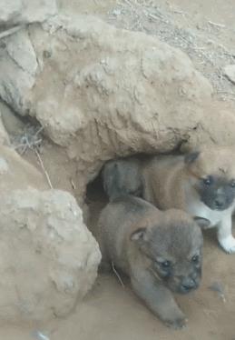 中国名犬排名犬排行榜前十名(中国名犬排名前100)