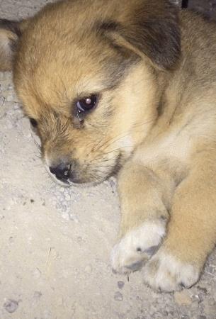 中国名犬排名犬排行榜前十名(中国名犬排名前100)