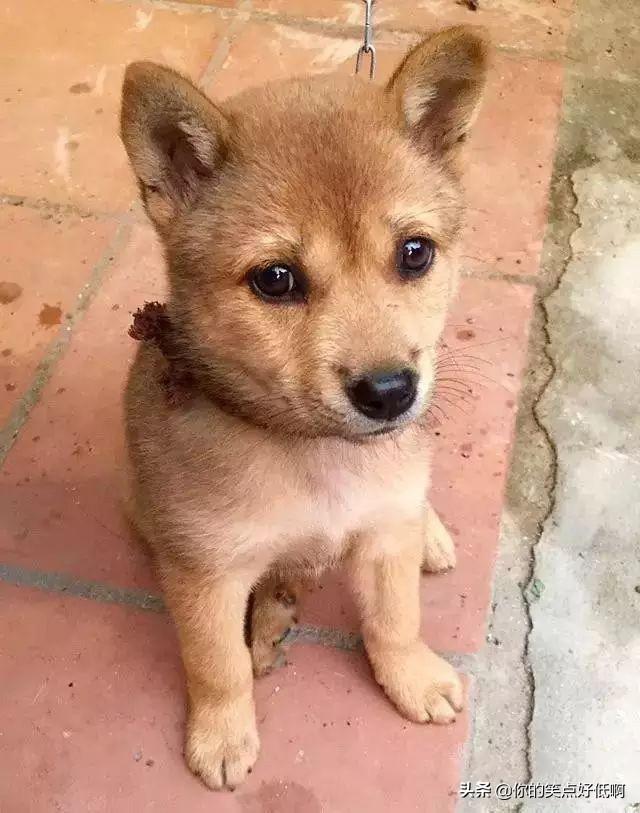 中国名犬排名犬排行榜前十名(中国名犬排名前100)