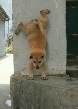 中国名犬排名犬排行榜前十名(中国名犬排名前100)
