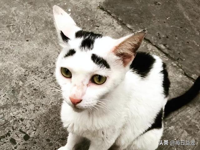 网络上一只很丑的猫叫什么,网络上一只很丑的猫叫什么猫?