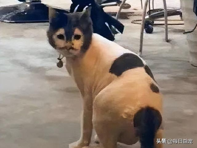 网络上一只很丑的猫叫什么,网络上一只很丑的猫叫什么猫?