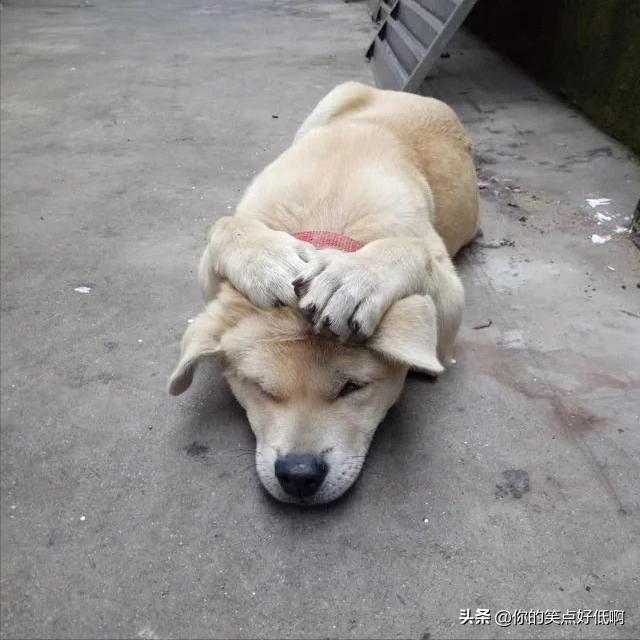 中国名犬排名犬排行榜前十名(中国名犬排名前100)