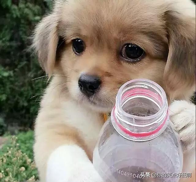 中国名犬排名犬排行榜前十名(中国名犬排名前100)