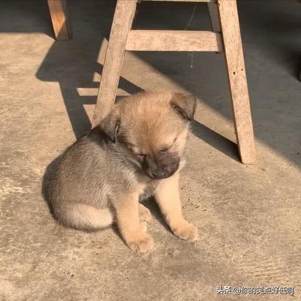 中国名犬排名犬排行榜前十名(中国名犬排名前100)