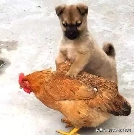 中国名犬排名犬排行榜前十名(中国名犬排名前100)