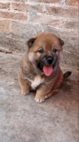 中国名犬排名犬排行榜前十名(中国名犬排名前100)