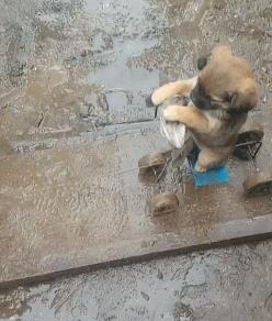 中国名犬排名犬排行榜前十名(中国名犬排名前100)