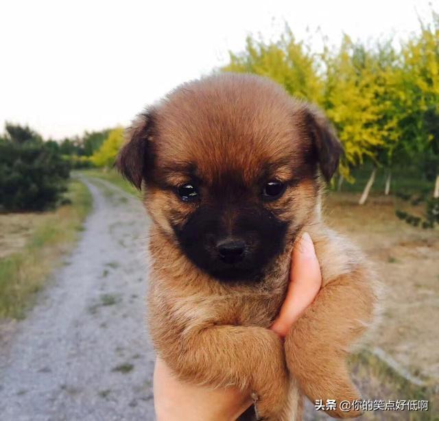中国名犬排名犬排行榜前十名(中国名犬排名前100)