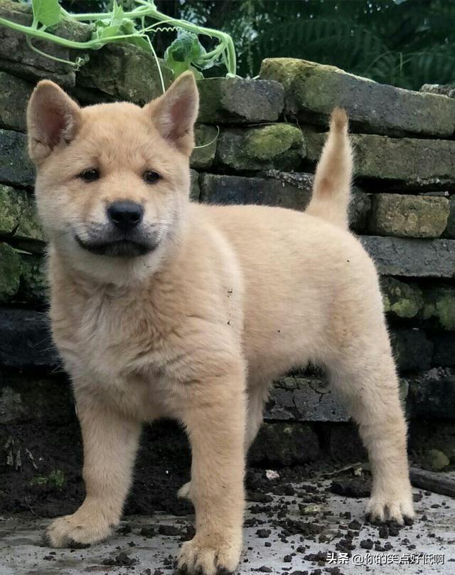 中国名犬排名犬排行榜前十名(中国名犬排名前100)