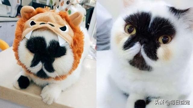 网络上一只很丑的猫叫什么,网络上一只很丑的猫叫什么猫?