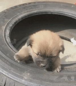 中国名犬排名犬排行榜前十名(中国名犬排名前100)
