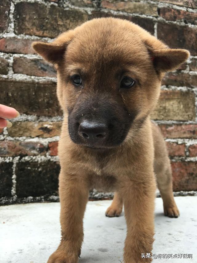 中国名犬排名犬排行榜前十名(中国名犬排名前100)