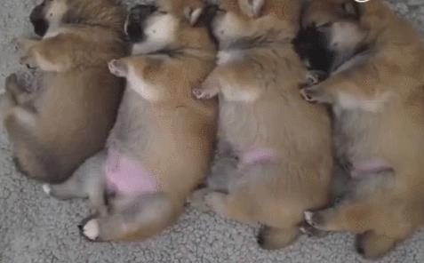 中国名犬排名犬排行榜前十名(中国名犬排名前100)