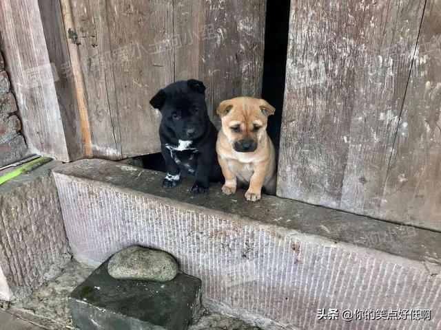 中国名犬排名犬排行榜前十名(中国名犬排名前100)