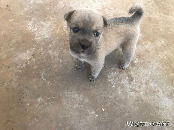 中国名犬排名犬排行榜前十名(中国名犬排名前100)