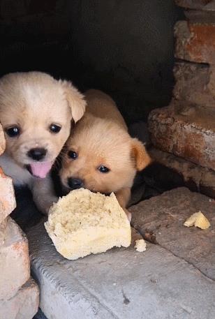 中国名犬排名犬排行榜前十名(中国名犬排名前100)