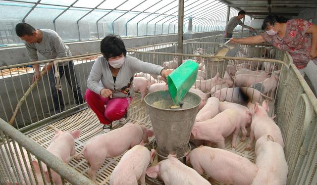 养黄骨鱼挣钱吗知乎文章,养黄骨鱼挣钱吗知乎全文?