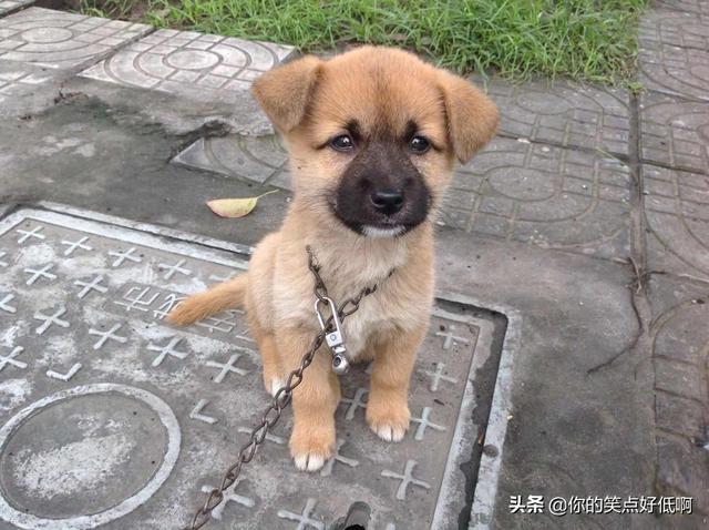 中国名犬排名犬排行榜前十名(中国名犬排名前100)