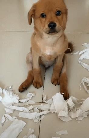 中国名犬排名犬排行榜前十名(中国名犬排名前100)