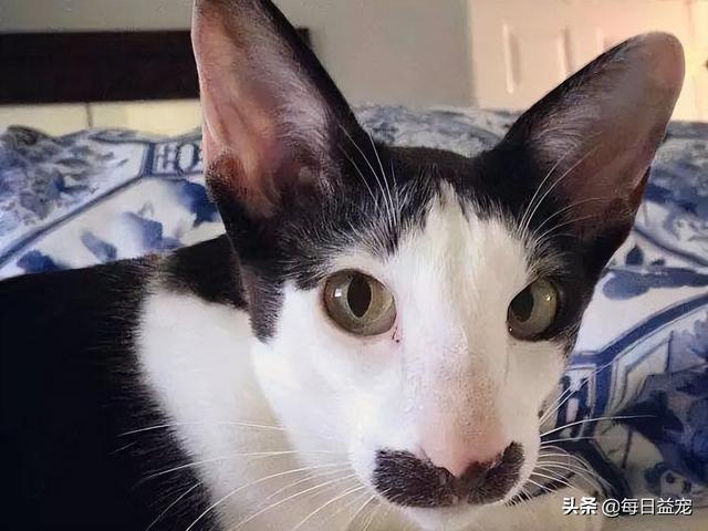 网络上一只很丑的猫叫什么,网络上一只很丑的猫叫什么猫?