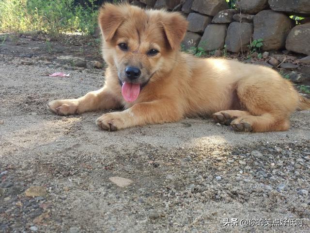 中国名犬排名犬排行榜前十名(中国名犬排名前100)