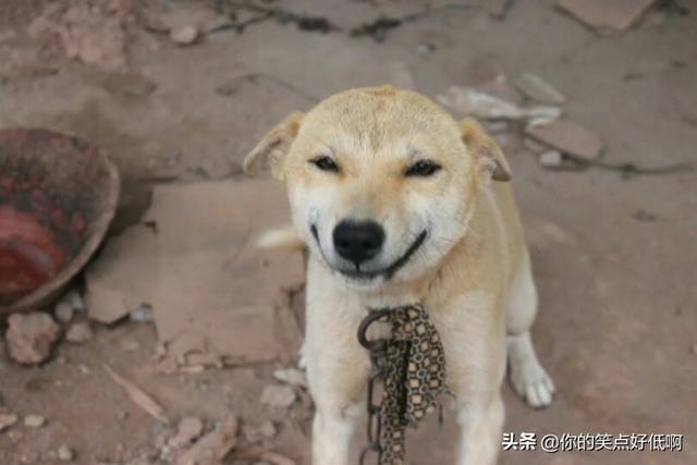 中国名犬排名犬排行榜前十名(中国名犬排名前100)