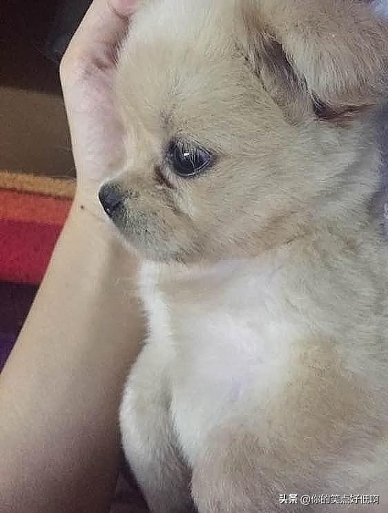 中国名犬排名犬排行榜前十名(中国名犬排名前100)