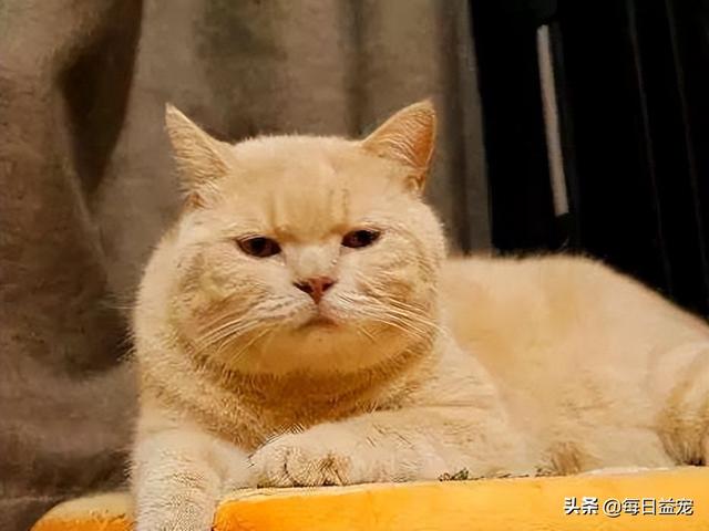 网络上一只很丑的猫叫什么,网络上一只很丑的猫叫什么猫?
