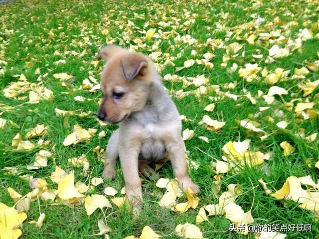 中国名犬排名犬排行榜前十名(中国名犬排名前100)