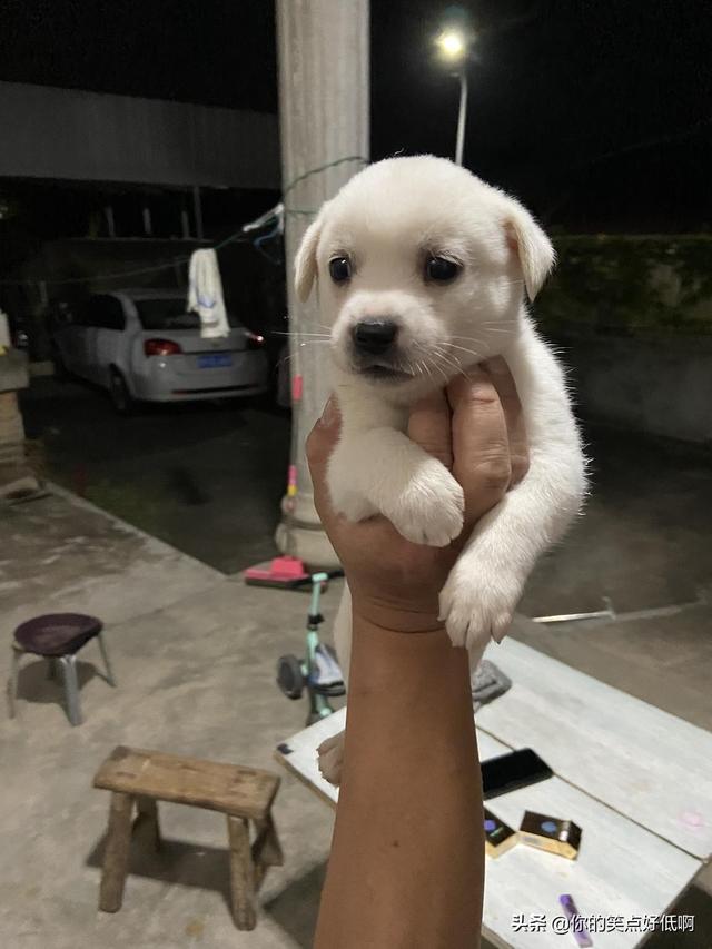 中国名犬排名犬排行榜前十名(中国名犬排名前100)