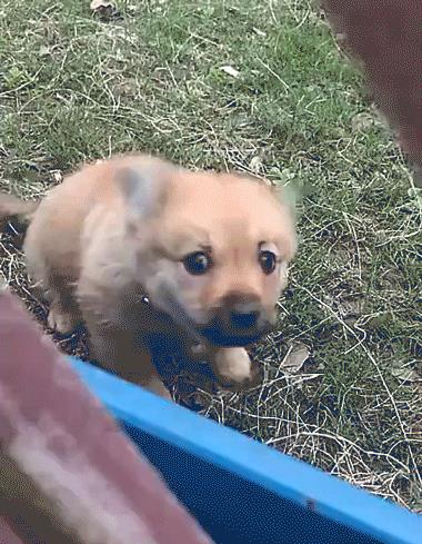 中国名犬排名犬排行榜前十名(中国名犬排名前100)
