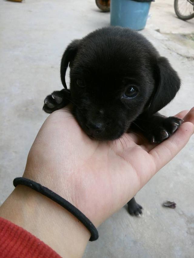 中国名犬排名犬排行榜前十名(中国名犬排名前100)