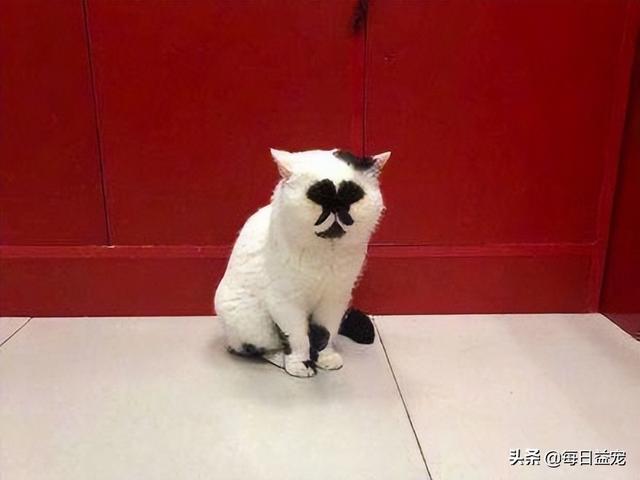 网络上一只很丑的猫叫什么,网络上一只很丑的猫叫什么猫?