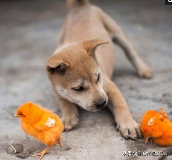 中国名犬排名犬排行榜前十名(中国名犬排名前100)