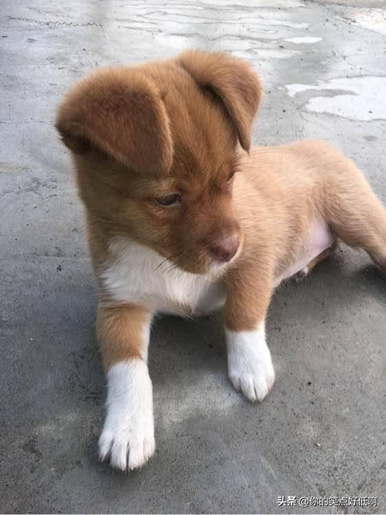 中国名犬排名犬排行榜前十名(中国名犬排名前100)